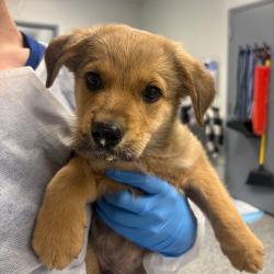 Shelter Stray Male Dog last seen , 328 Furman Hall Rd, Greenville, SC 29609, USA