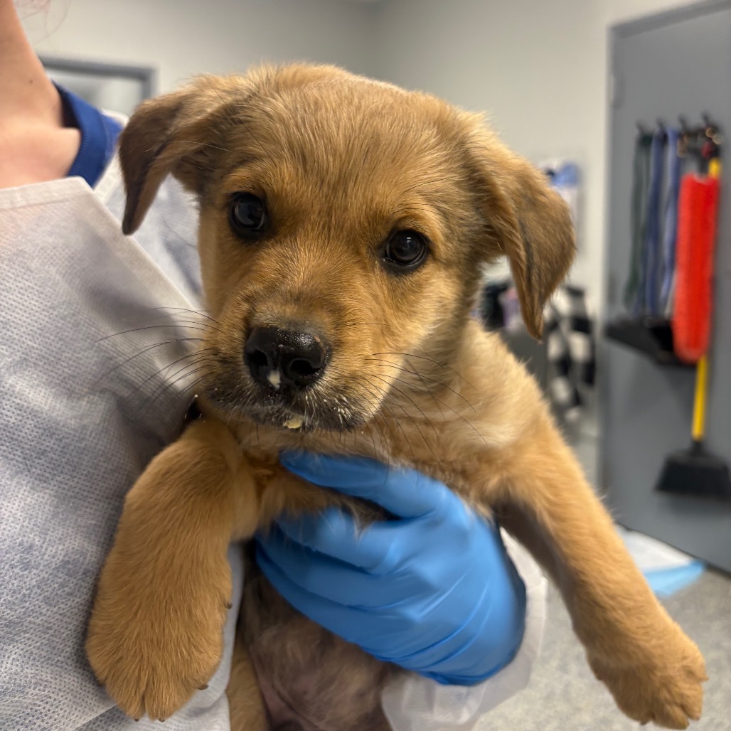 Shelter Stray Male Dog last seen , 328 Furman Hall Rd, Greenville, SC 29609, USA