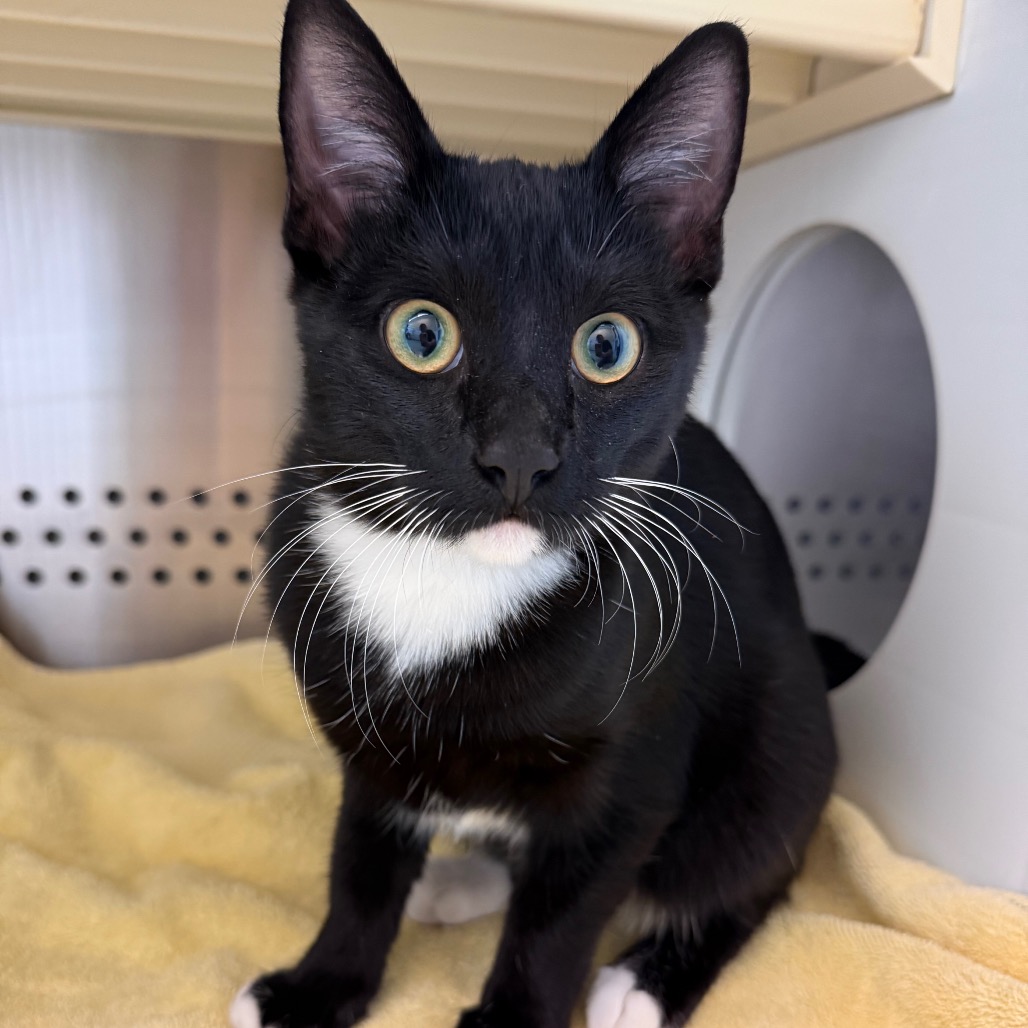 Shelter Stray Female Cat last seen , 3428 S Jenkins Ave, Norman, OK 73072, USA