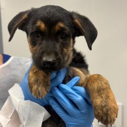 Shelter Stray Male Dog last seen , 328 Furman Hall Rd, Greenville, SC 29609, USA