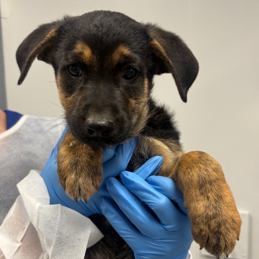 Shelter Stray Male Dog last seen , 328 Furman Hall Rd, Greenville, SC 29609, USA