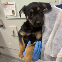 Shelter Stray Female Dog last seen , 328 Furman Hall Rd, Greenville, SC 29609, USA
