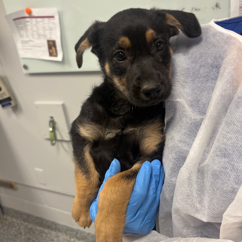 Shelter Stray Female Dog last seen , 328 Furman Hall Rd, Greenville, SC 29609, USA