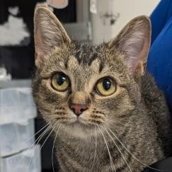 Shelter Stray Female Cat last seen , 328 Furman Hall Rd, Greenville, SC 29609, USA