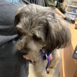 Shelter Stray Female Dog last seen , 5570 Sturmer Park Cir, Winston-Salem, NC 27105, USA