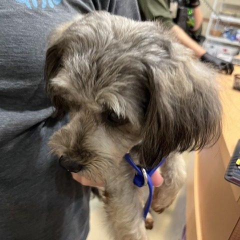 Shelter Stray Female Dog last seen , 5570 Sturmer Park Cir, Winston-Salem, NC 27105, USA