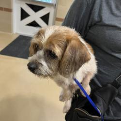 Shelter Stray Male Dog last seen , 5570 Sturmer Park Cir, Winston-Salem, NC 27105, USA