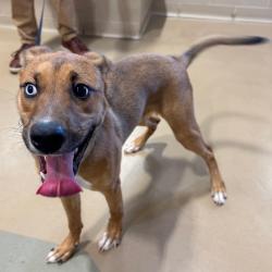 Shelter Stray Female Dog last seen , 5570 Sturmer Park Cir, Winston-Salem, NC 27105, USA