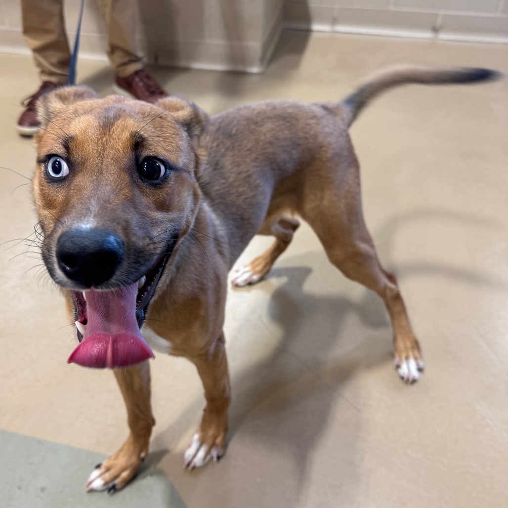 Shelter Stray Female Dog last seen , 5570 Sturmer Park Cir, Winston-Salem, NC 27105, USA