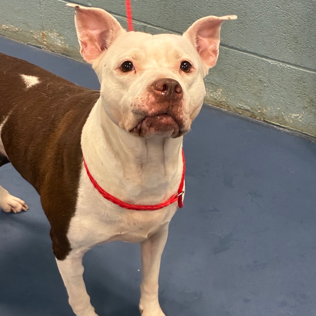 Shelter Stray Female Dog last seen , 980 Guilford College Rd, Greensboro, NC 27409, USA