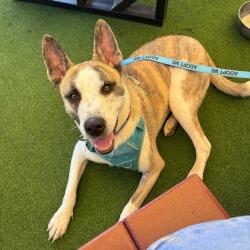 Shelter Stray Male Dog last seen , 361 S Raymond Ave, Pasadena, CA 91105, USA