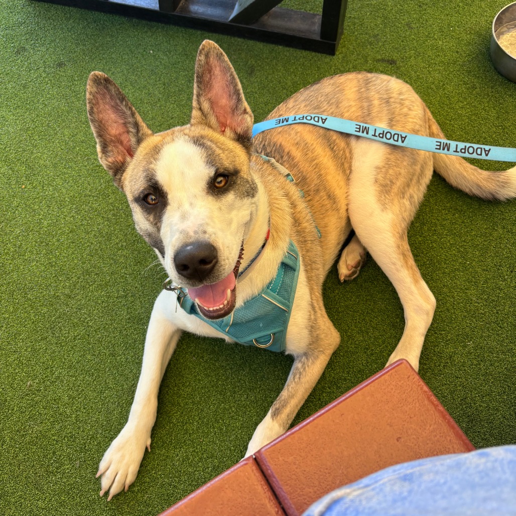 Shelter Stray Male Dog last seen , 361 S Raymond Ave, Pasadena, CA 91105, USA