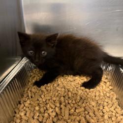 Shelter Stray Unknown Cat last seen , 980 Guilford College Rd, Greensboro, NC 27409, USA