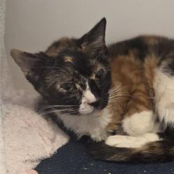 Shelter Stray Female Cat last seen , Animal Care & Control Team of Philly, 111 W Hunting Park Ave, Philadelphia, PA 19140, USA