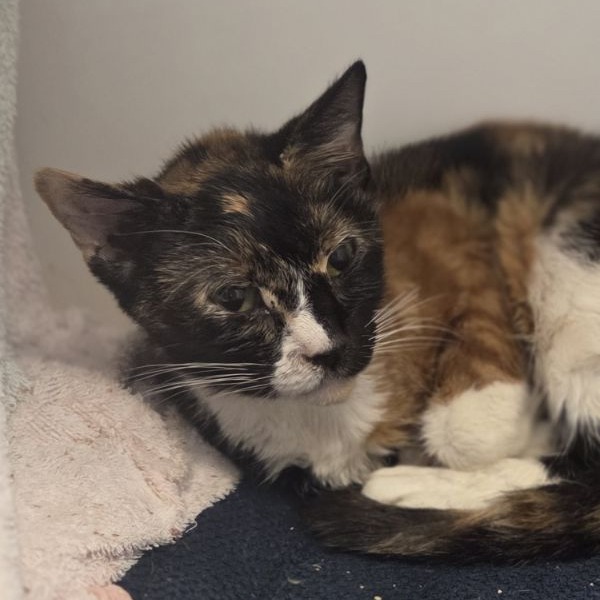 Shelter Stray Female Cat last seen , Animal Care & Control Team of Philly, 111 W Hunting Park Ave, Philadelphia, PA 19140, USA