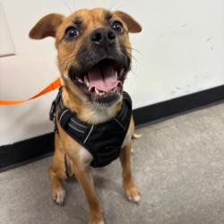 Shelter Stray Female Dog last seen , Animal Care & Control Team of Philly, 111 W Hunting Park Ave, Philadelphia, PA 19140, USA