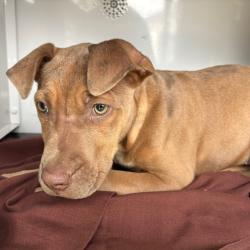 Shelter Stray Female Dog last seen , 2350 Appling City Cove, Memphis, TN 38133, USA