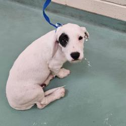 Shelter Stray Male Dog last seen , 2350 Appling City Cove, Memphis, TN 38133, USA