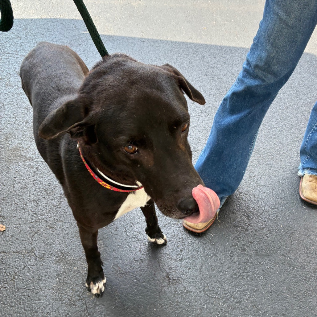 Shelter Stray Male Dog last seen , 4500 N Access Rd, Chattanooga, TN 37415, USA