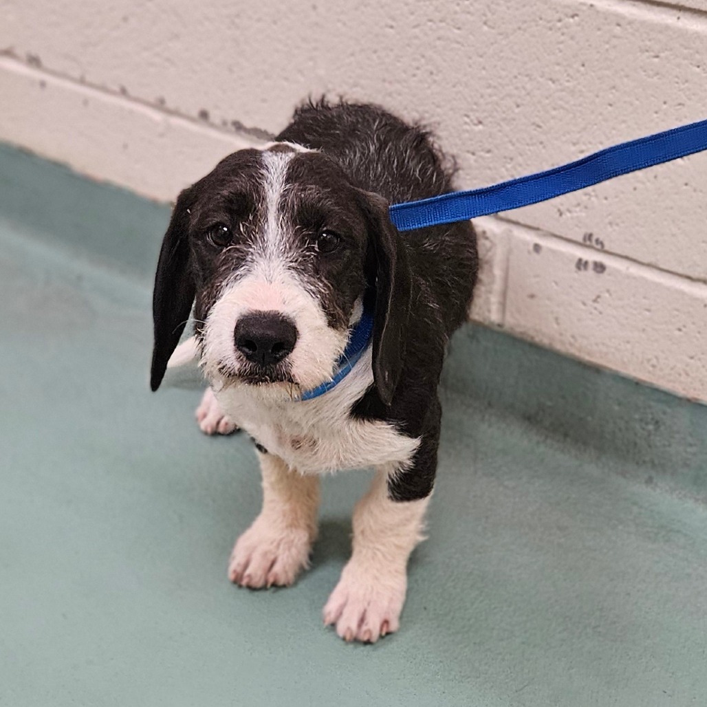 Shelter Stray Male Dog last seen , 2350 Appling City Cove, Memphis, TN 38133, USA
