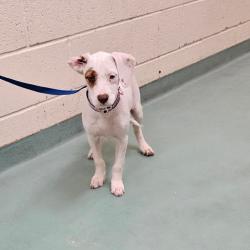Shelter Stray Female Dog last seen , 2350 Appling City Cove, Memphis, TN 38133, USA