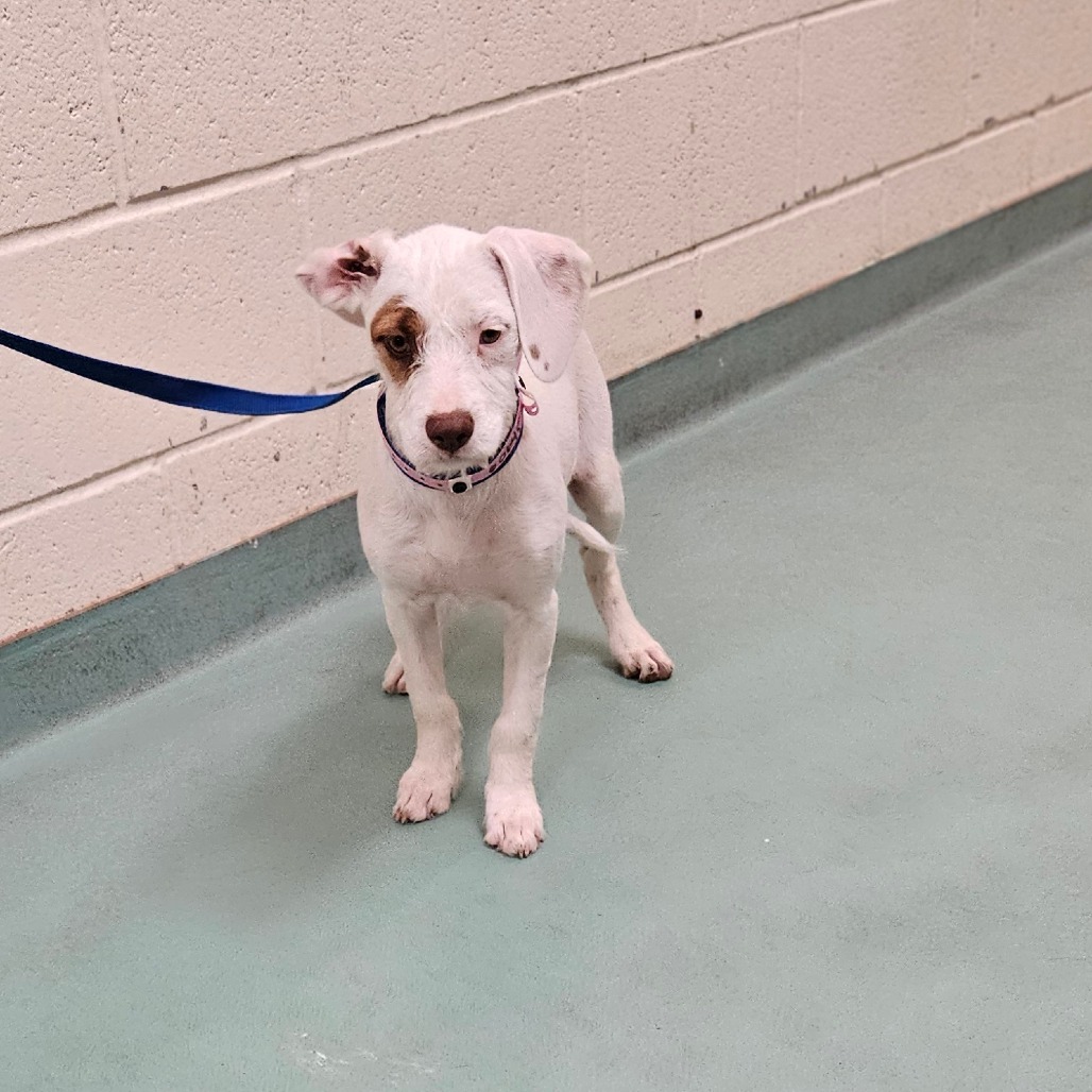 Shelter Stray Female Dog last seen , 2350 Appling City Cove, Memphis, TN 38133, USA