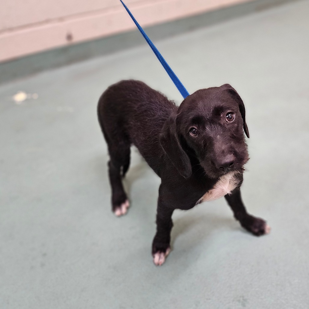 Shelter Stray Female Dog last seen , 2350 Appling City Cove, Memphis, TN 38133, USA