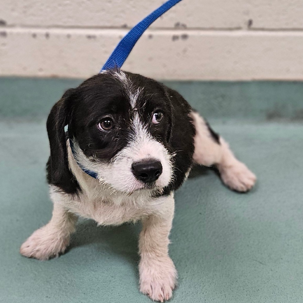 Shelter Stray Female Dog last seen , 2350 Appling City Cove, Memphis, TN 38133, USA