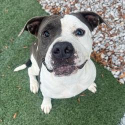 Shelter Stray Male Dog last seen , 2350 Appling City Cove, Memphis, TN 38133, USA