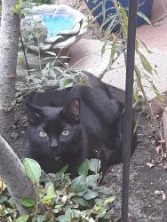 Reunited Male Cat last seen Orchard & Yosemite, Greenwood Village, CO 80111