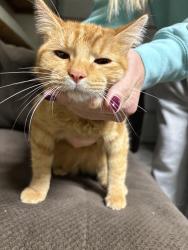 Found/Stray Female Cat last seen near fort herriman middle school, Herriman, UT 84096