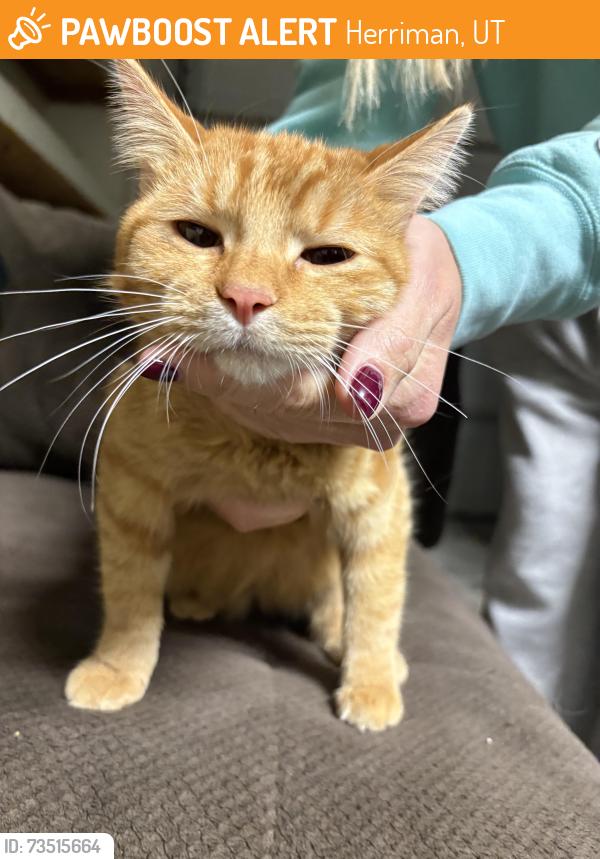 Found/Stray Female Cat last seen near fort herriman middle school, Herriman, UT 84096