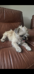 Found/Stray Male Dog last seen Oak Hill near Ingram Ranch apmts, San Antonio, TX 78238