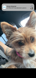 Lost Female Dog last seen Near Colorado, Chula Vista, CA 91910