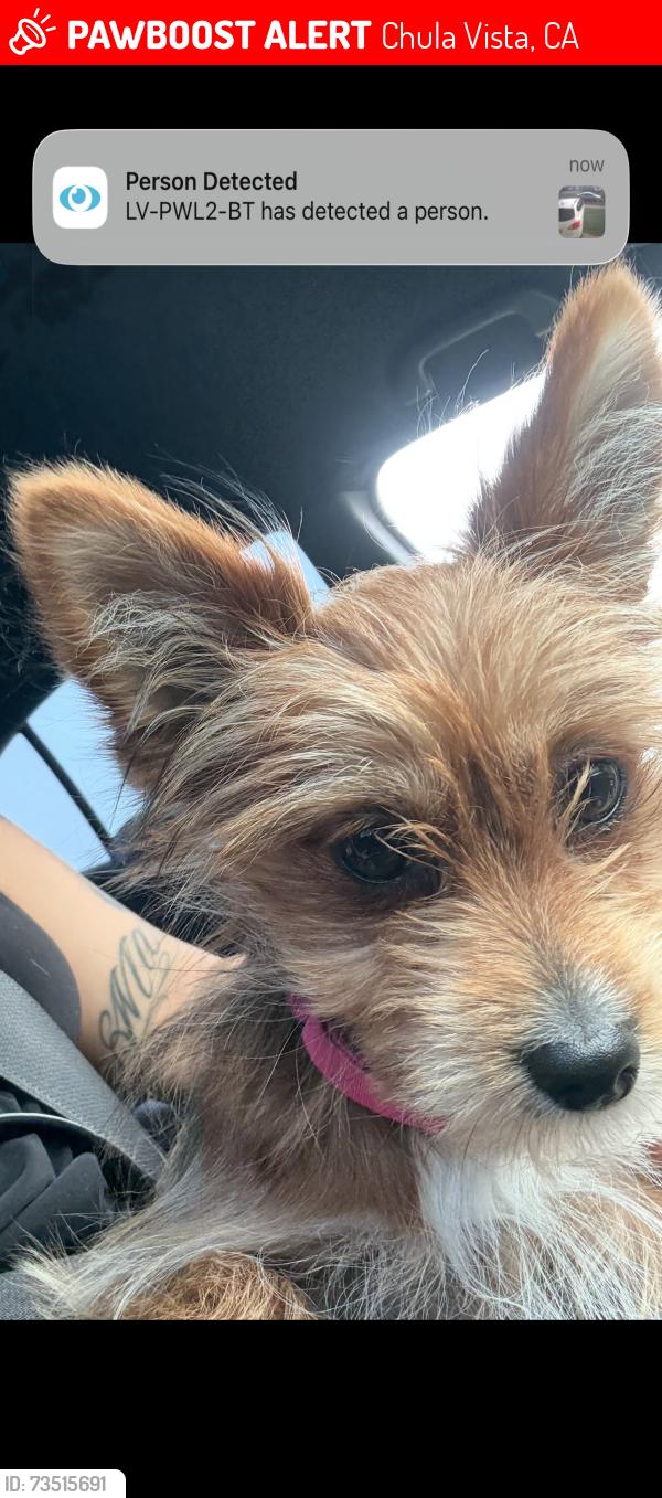 Lost Female Dog last seen Near Colorado, Chula Vista, CA 91910