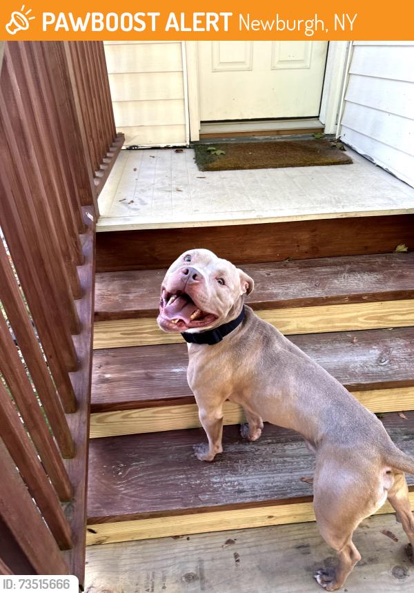 Found/Stray Male Dog last seen North St and Powell Ave, Newburgh, NY 12550