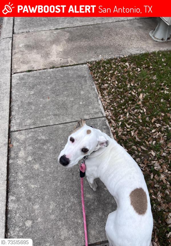 Lost Female Dog last seen Omicron, San Antonio, TX 78245
