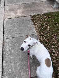 Lost Female Dog last seen Omicron, San Antonio, TX 78245