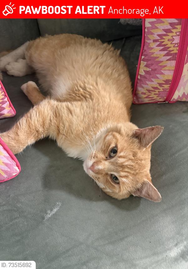 Lost Male Cat last seen Dimond High School, Anchorage, AK 99502