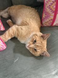 Lost Male Cat last seen Dimond High School, Anchorage, AK 99502