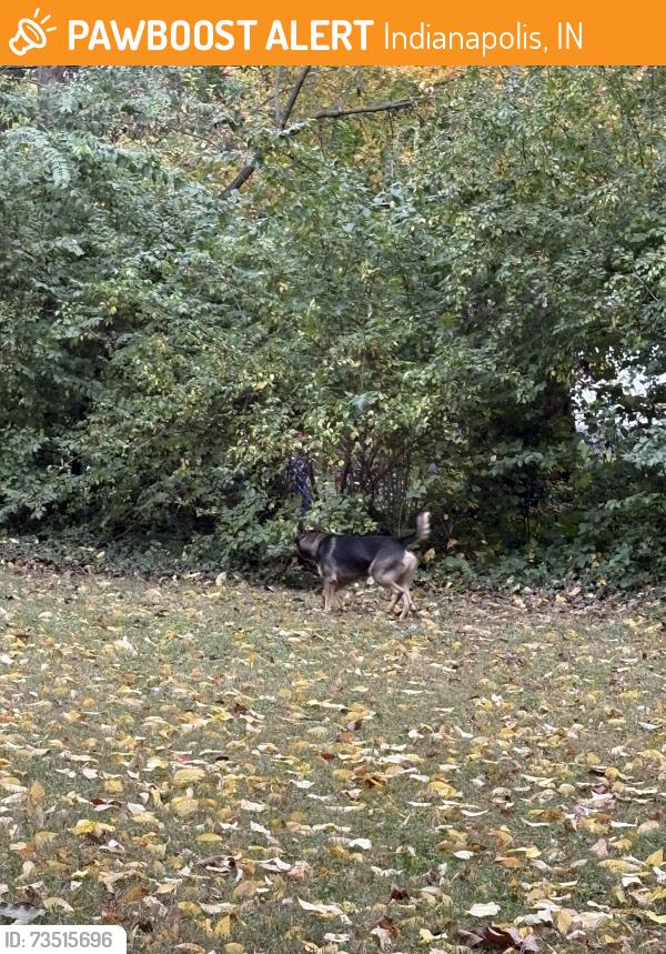 Found/Stray Unknown Dog last seen 56th and Binford, Indianapolis, IN 46220