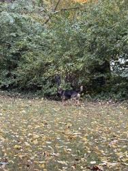 Found/Stray Unknown Dog last seen 56th and Binford, Indianapolis, IN 46220