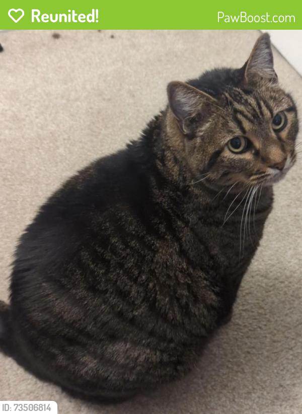 Reunited Male Cat last seen Hidden prairie pkwy, Fountain, CO 80817