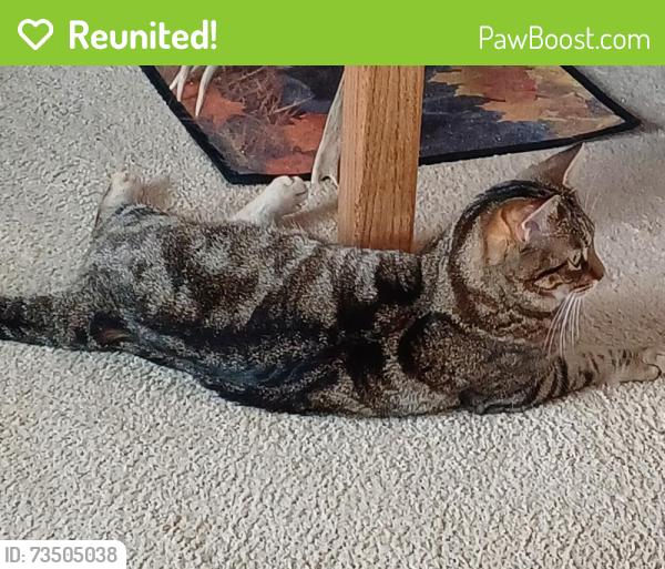 Reunited Female Cat last seen Nelson and 38th ave., Wheat Ridge, CO 80033