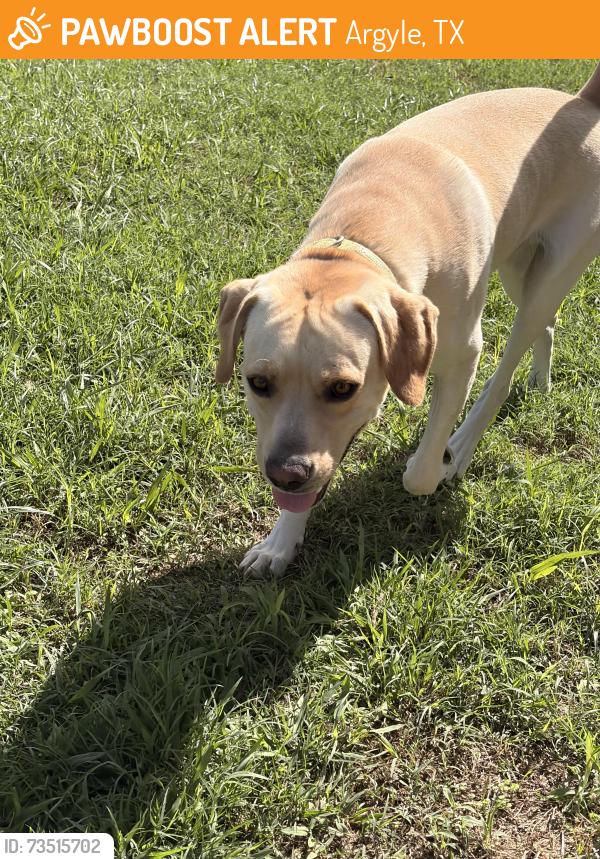 Found/Stray Male Dog last seen Intersection of Stonecrest and forest trail, Argyle, TX 76226