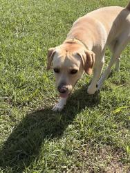Found/Stray Male Dog last seen Intersection of Stonecrest and forest trail, Argyle, TX 76226