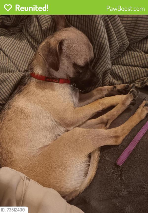 Reunited Male Dog last seen Zuni and grove, Albuquerque, NM 87108