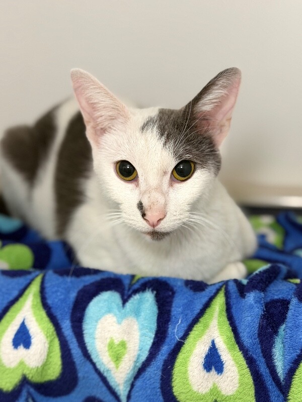 Shelter Stray Female Cat last seen Near W 1800 N, Clinton, UT 84015, USA, 1422 E 600 N, Fruit Heights, UT 84037, USA
