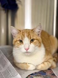 Shelter Stray Male Cat last seen Near Jensen St, Layton, UT 84041, USA, 1422 E 600 N, Fruit Heights, UT 84037, USA