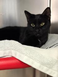 Shelter Stray Male Cat last seen Clinton, UT, USA, 1422 E 600 N, Fruit Heights, UT 84037, USA